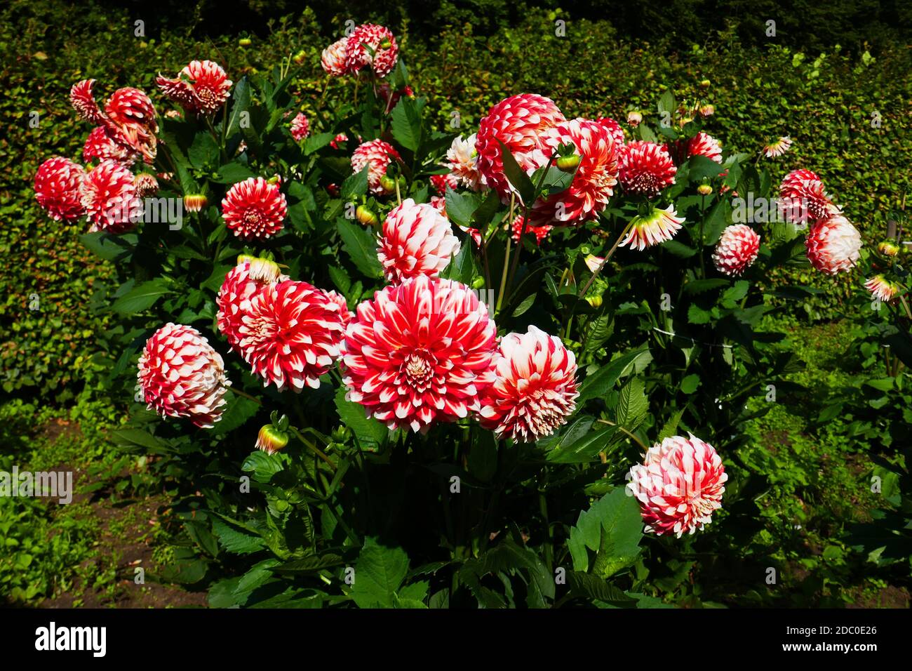 red flowering dahlias Stock Photo