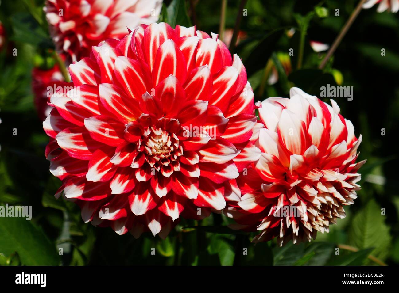 red flowering dahlias Stock Photo