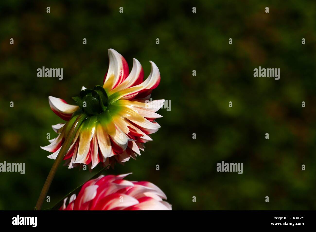 red flowering dahlias Stock Photo