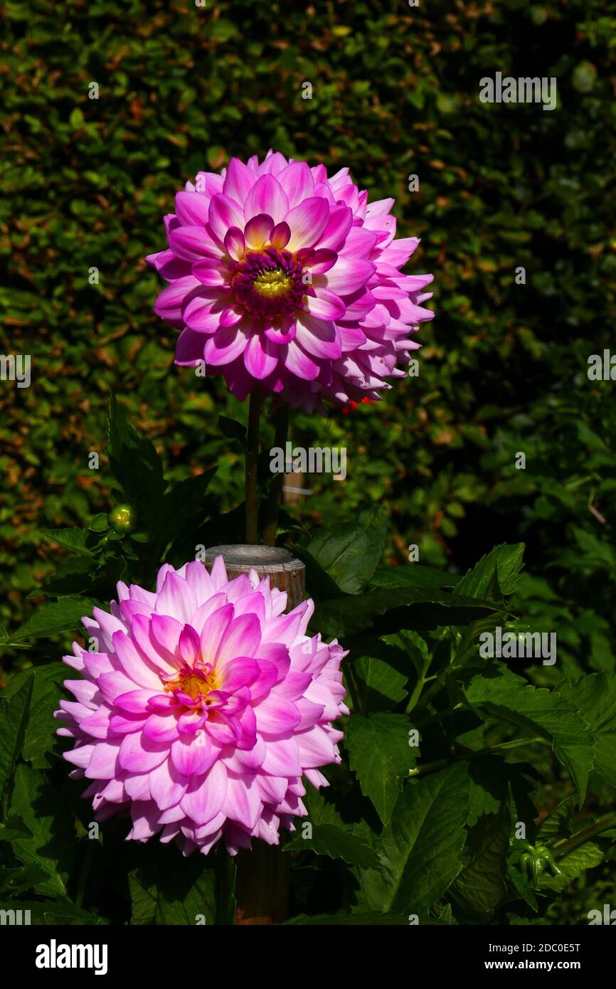 Water lily dahlia Alauna Craqueline Stock Photo Alamy