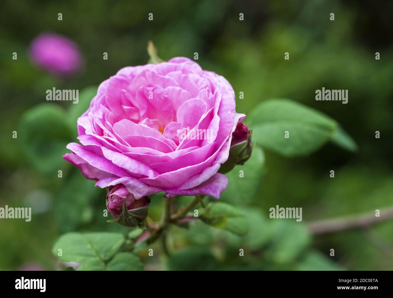 Rosa Centifolia (Rose des Peintres) flower closeup Stock Photo