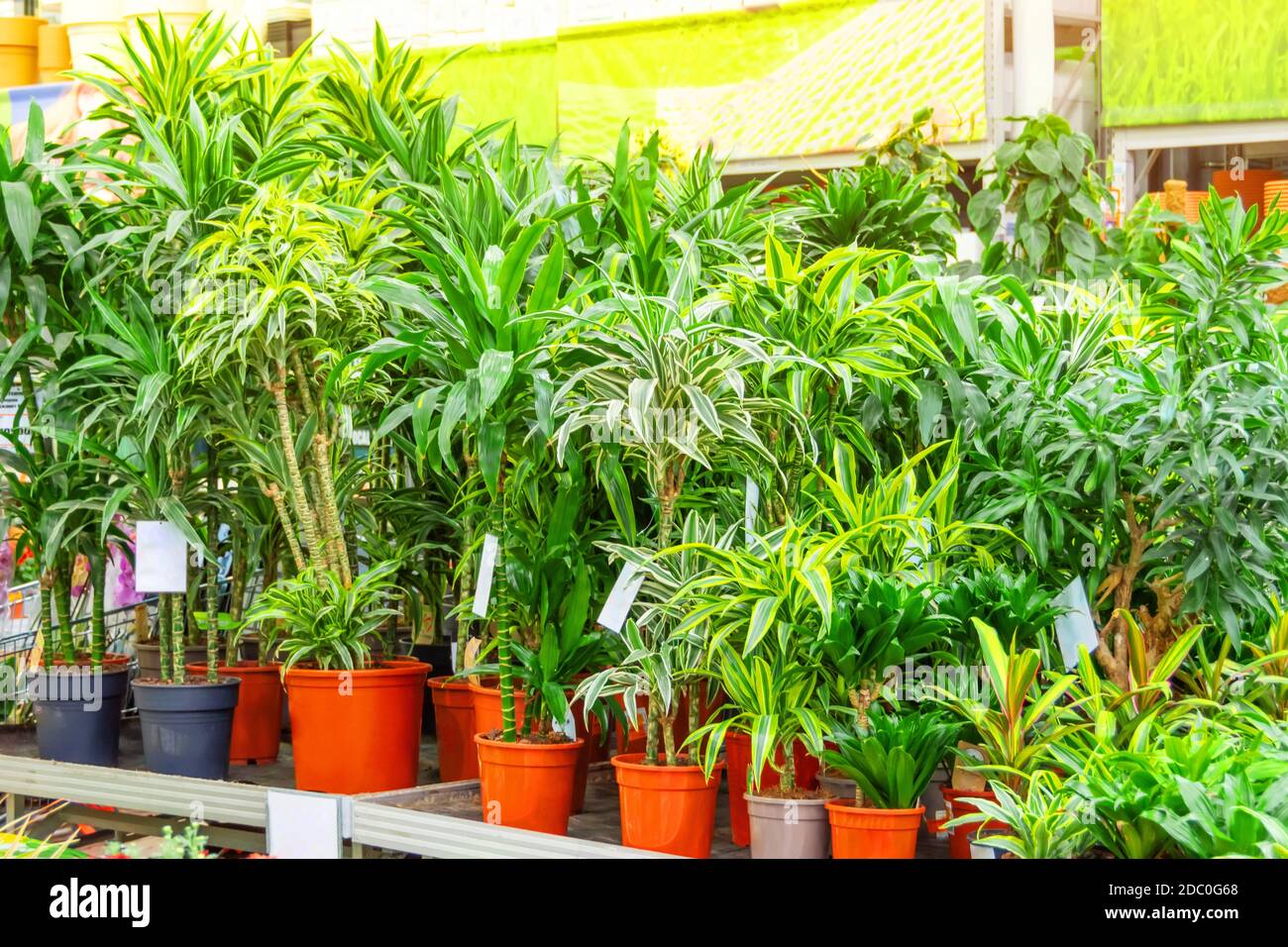 Various types of indoor decorative deciduous plants dracaena and cordilin on a rack in a greenhouse flower shop Stock Photo
