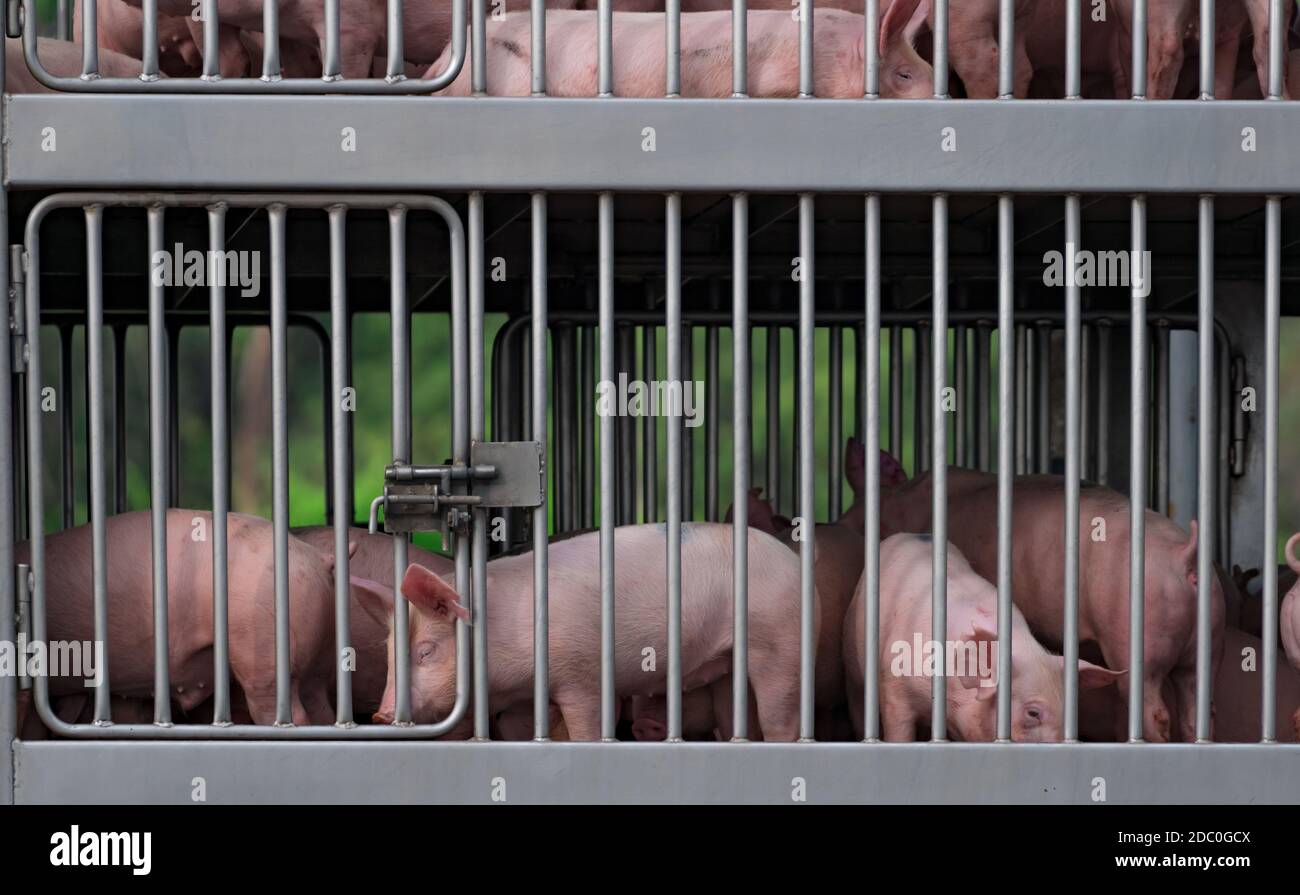Pigs in truck transport from farm to slaughterhouse. African swine fever (ASF) and swine flu concept. Swine flu (H1N1 virus) carrier. Meat industry. A Stock Photo