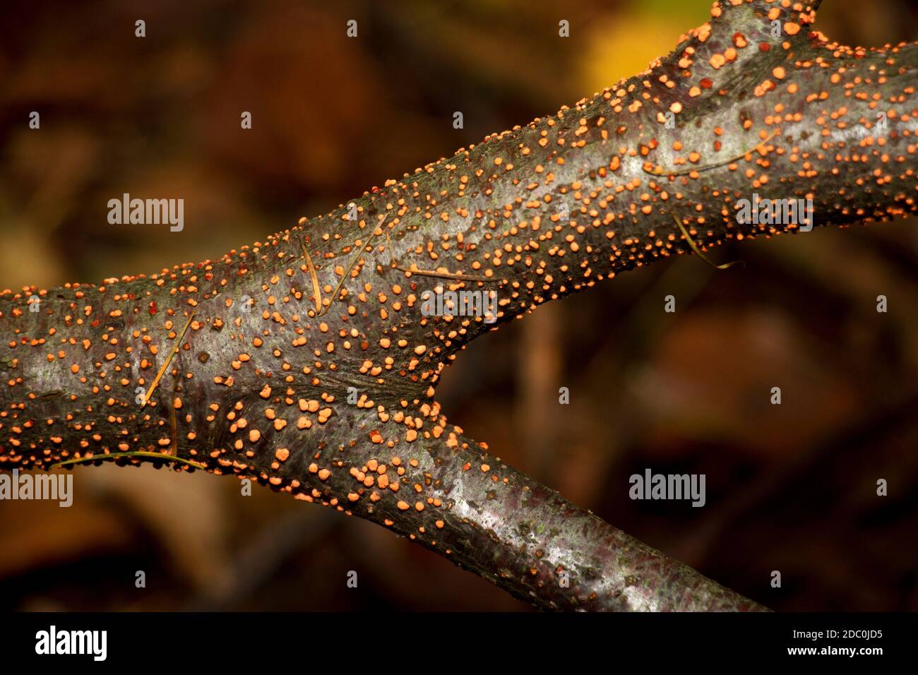 A very common fungus and found in two distinct stages, each capable of reproducing. The Coral Spot is the more common stage with conidial pustule Stock Photo
