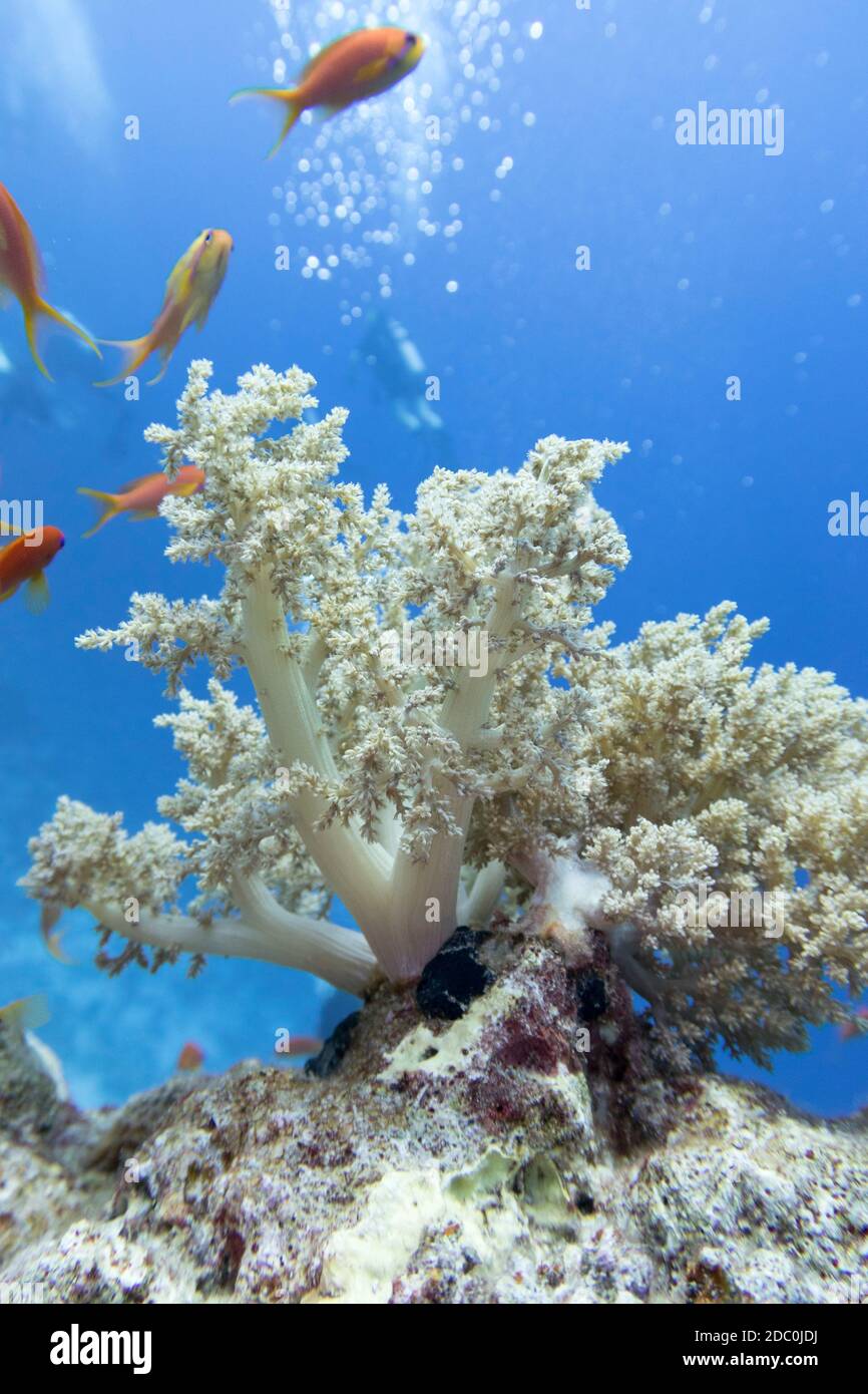 Colorful coral reef at the bottom of tropical sea, broccoli coral, underwater landscape Stock Photo