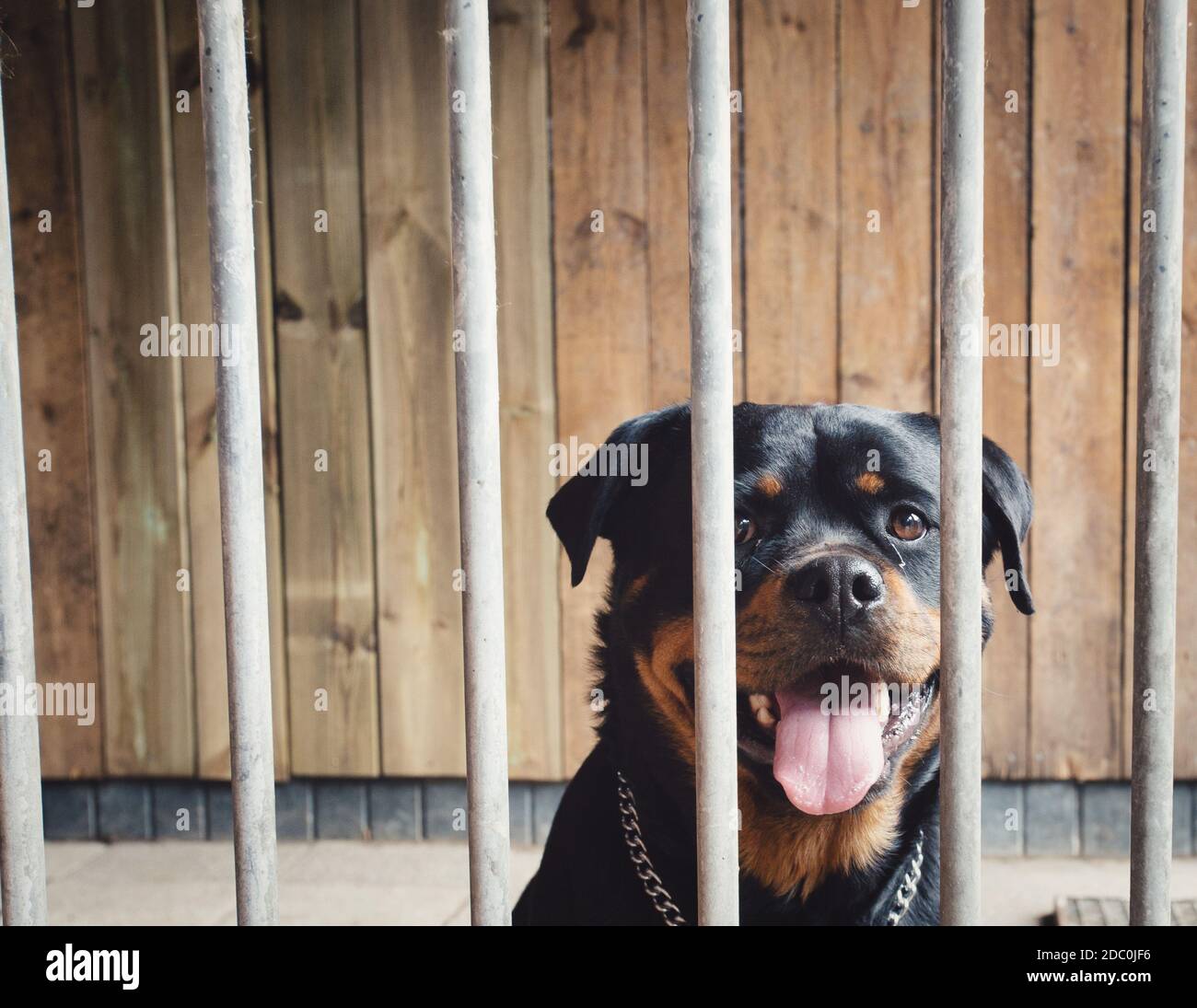 rottweiler cage