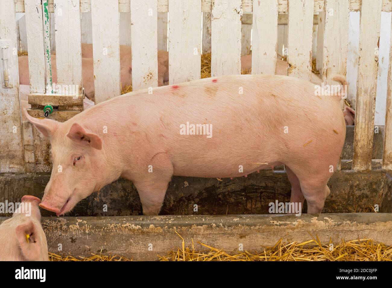 Feeder pig hires stock photography and images Alamy