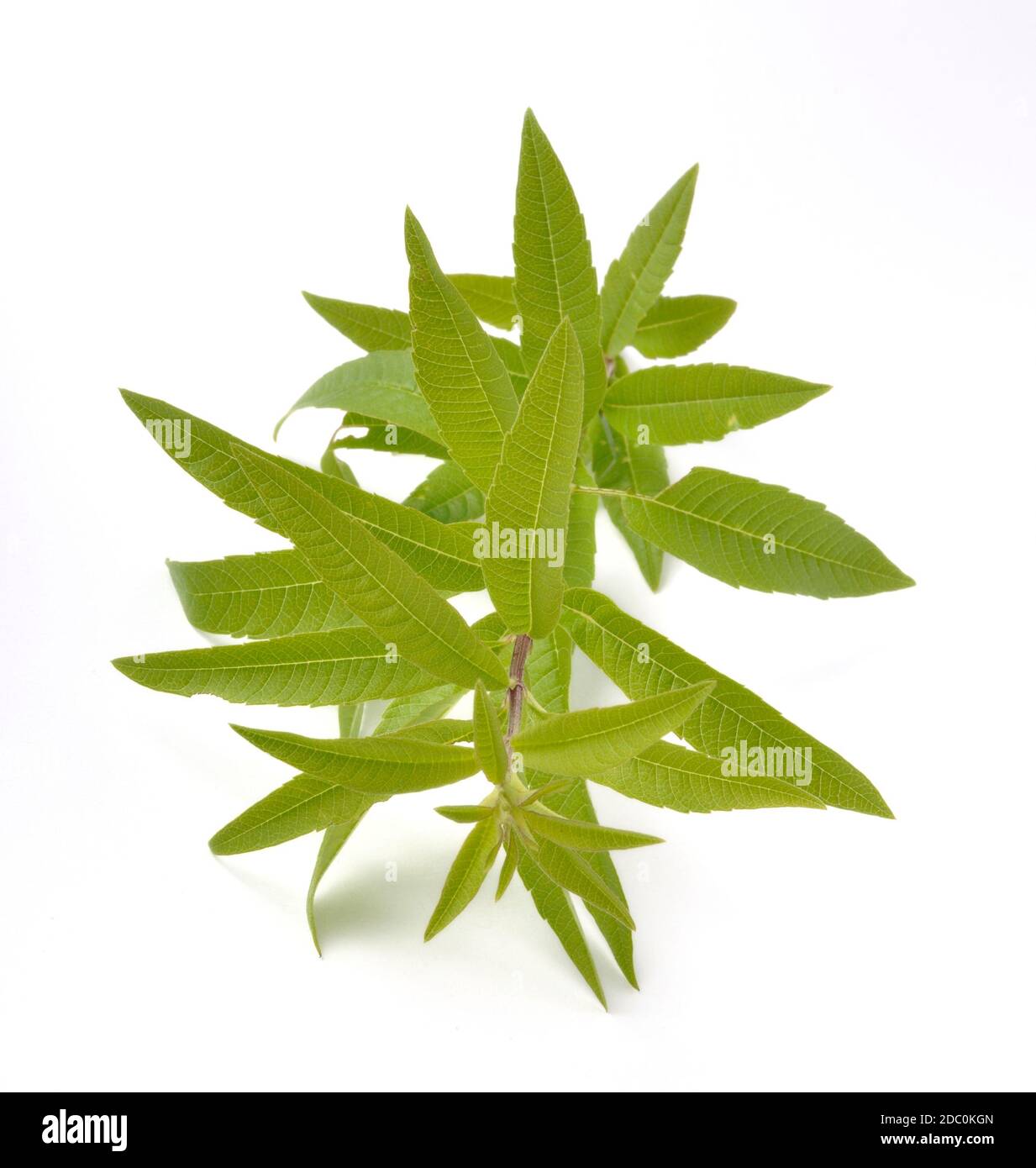 Lemon verbena on a white background Stock Photo