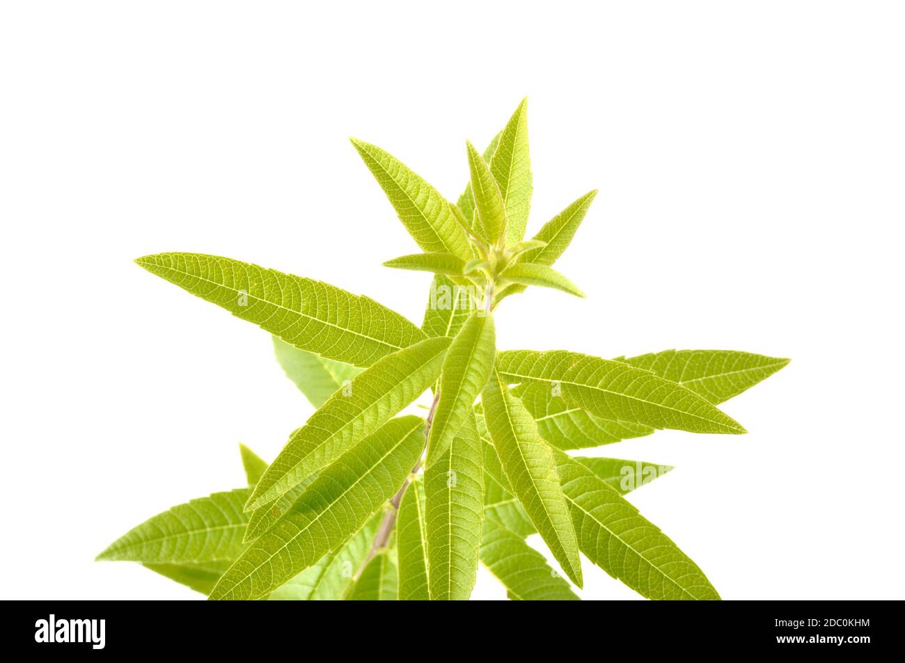 Lemon verbena on a white background Stock Photo