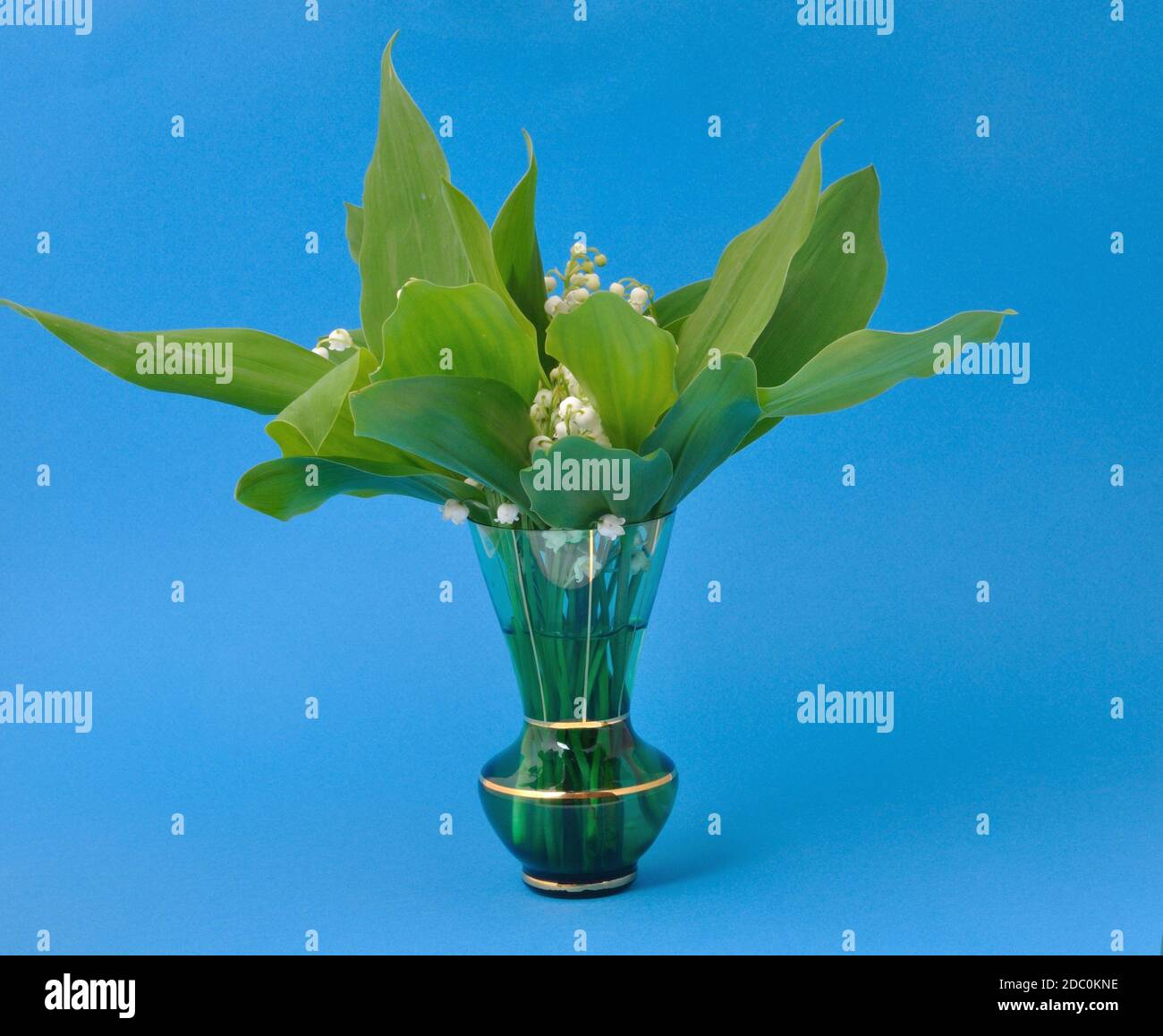 lily-of-the-valley-stock-photo-alamy