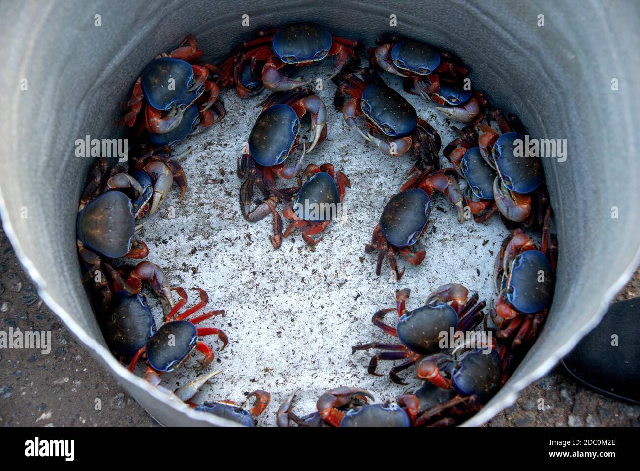 Blue and red crabs in a bucket in Ghana Stock Photo Alamy