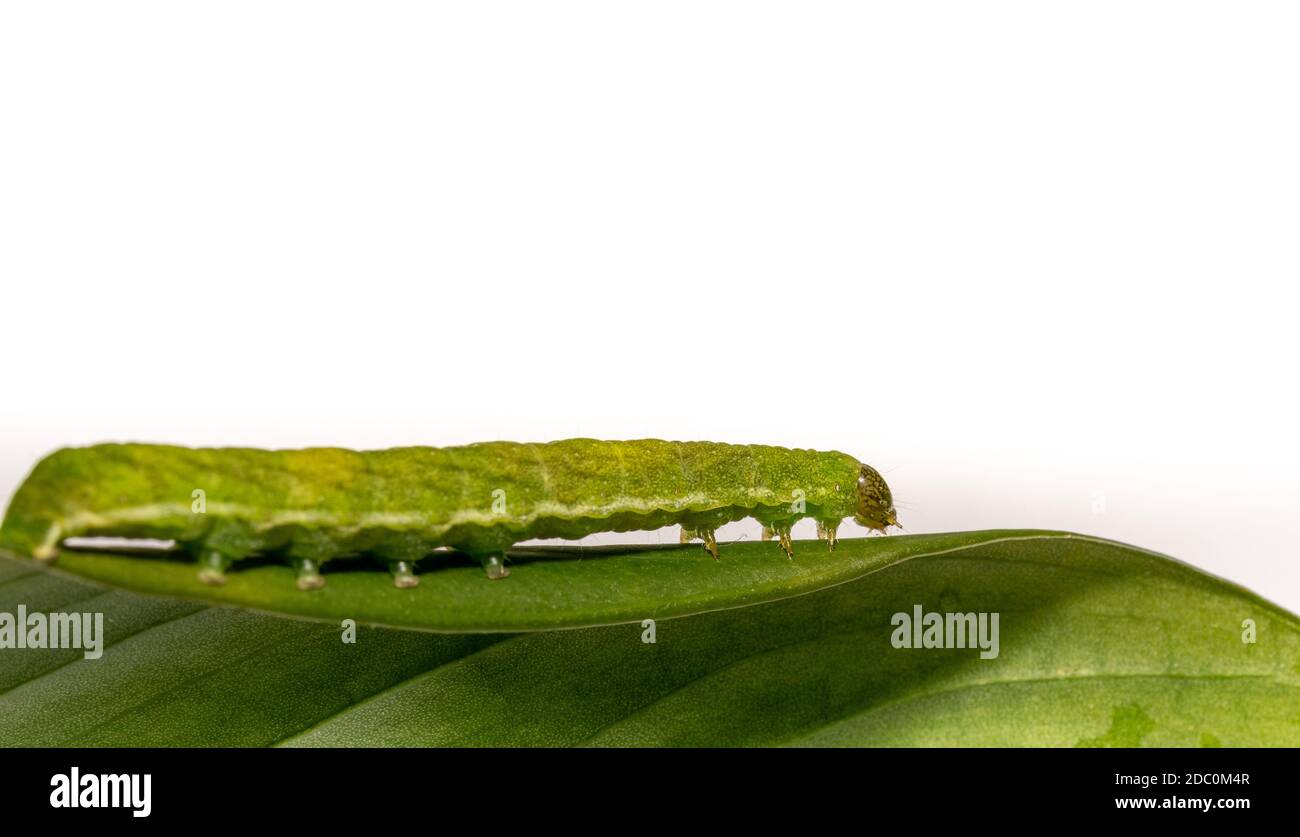 Angle shades caterpillar hires stock photography and images Alamy