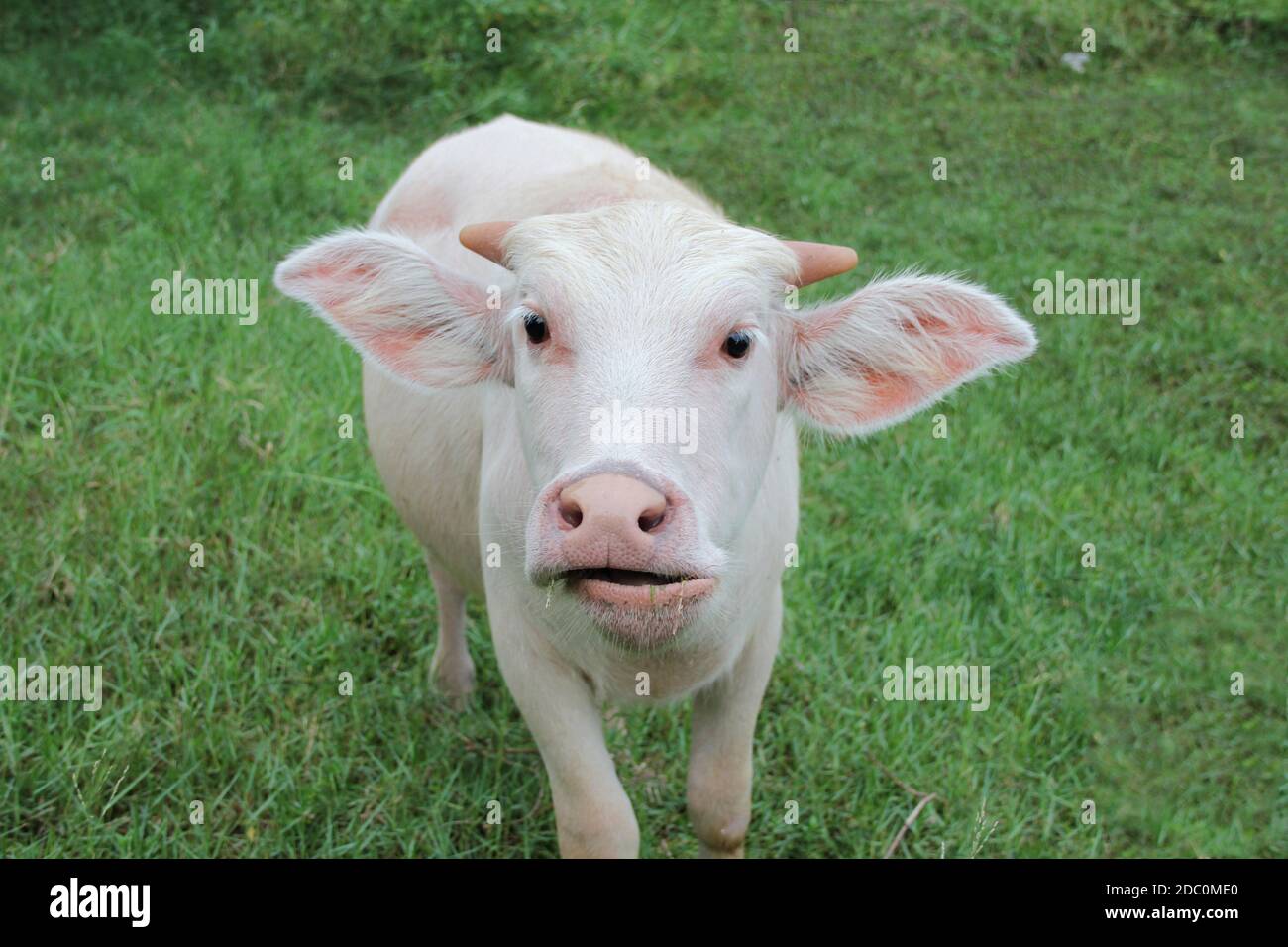 Albino buffalo is a rare animal. Buffalo is an animal that has been with Thai farmers since a long time Stock Photo