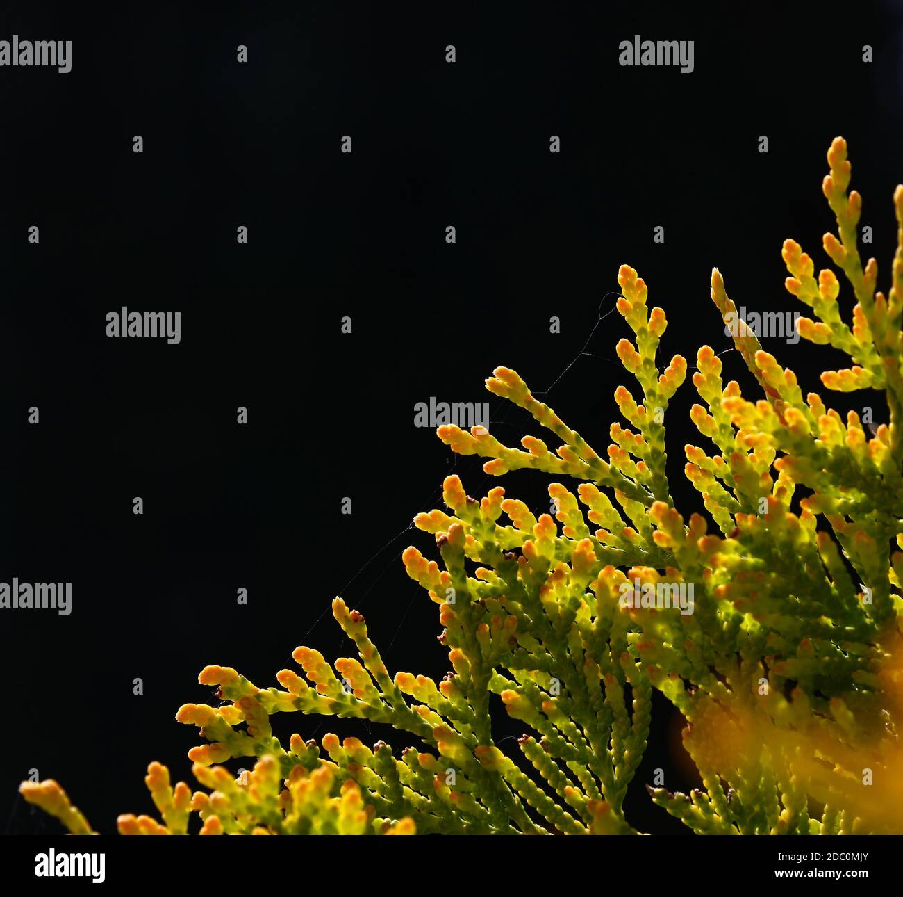 Close up vivid backlit thuja or cedar leaves over black background Stock Photo