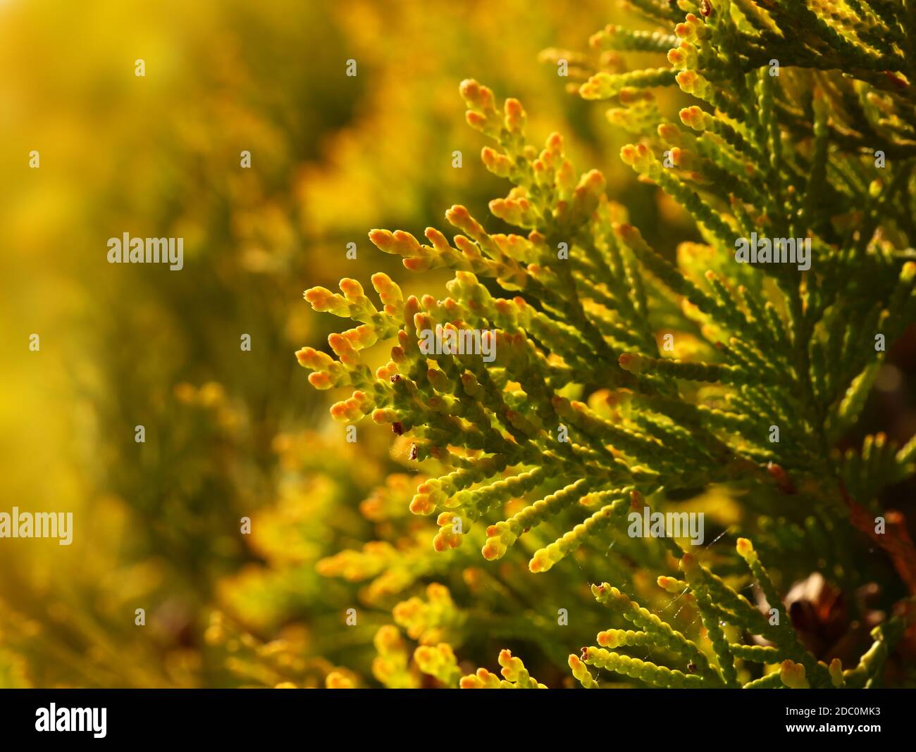 Close up vivid backlit thuja or cedar leaves over green background Stock Photo