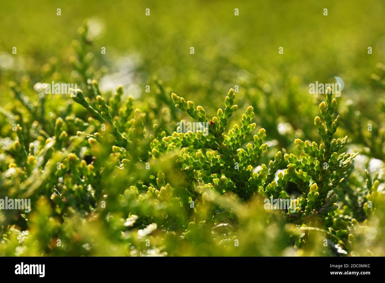 Close up vivid backlit thuja or cedar leaves, selective focus Stock Photo