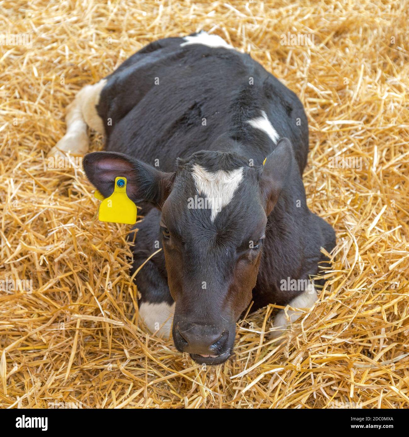Small Calf Cow Laying Down in Straw Stock Photo Alamy