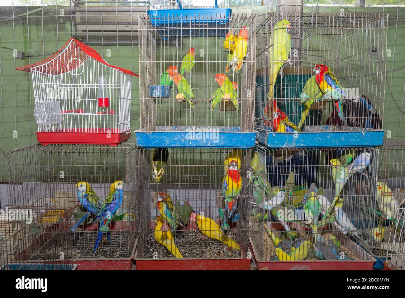 View of Many Colourful Parrots in Cages Pet Shop Stock Photo - Alamy