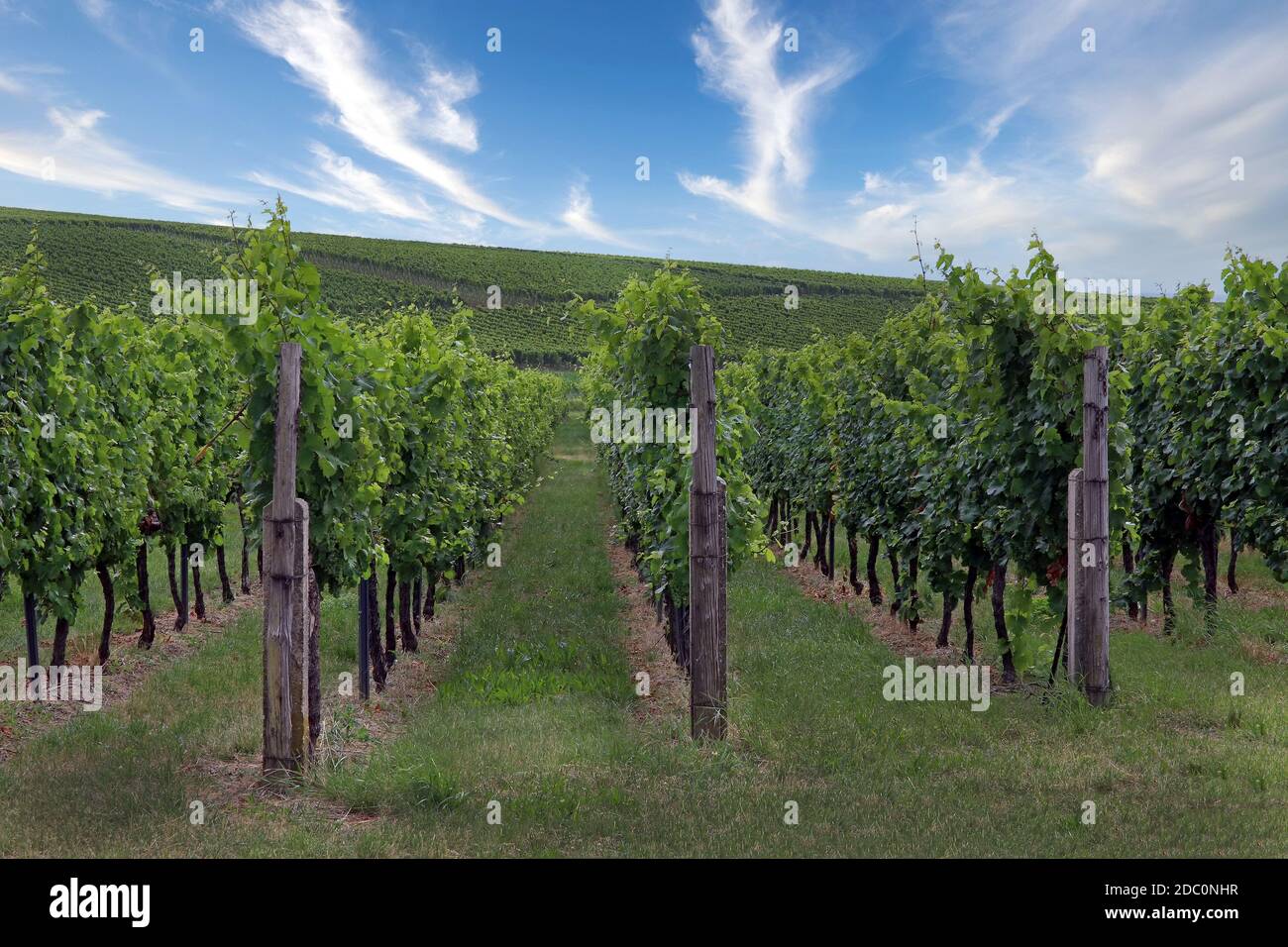 vineyard in southern palatinate Stock Photo