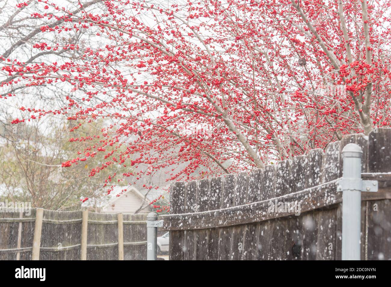 pic Tree With Red Berries In Winter No Leaves alamy