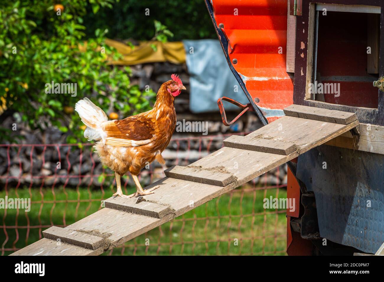 hens walking up and down the chicken ladder outdoors Stock Photo Alamy