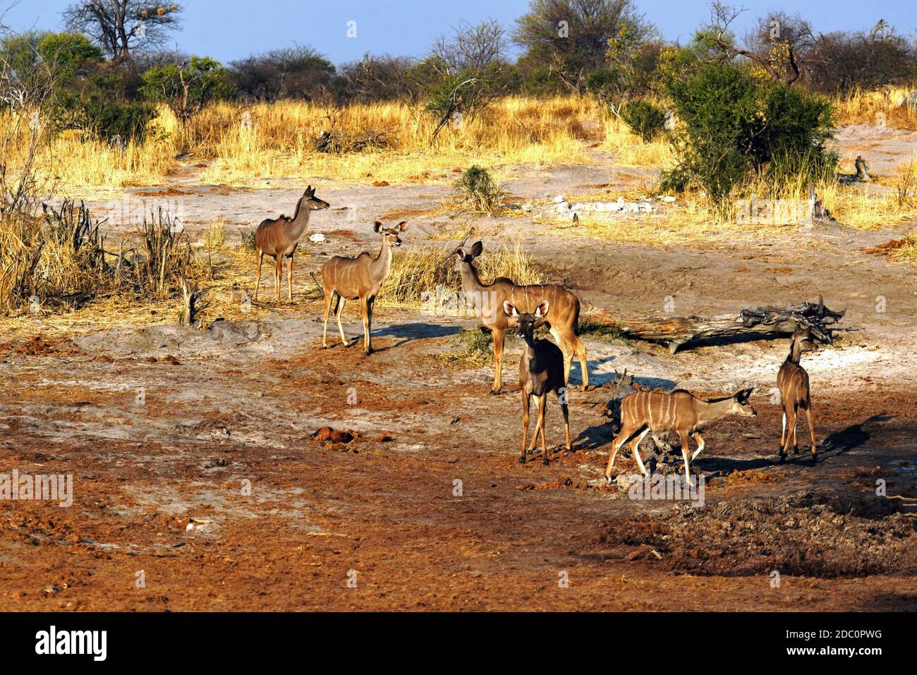 Kudu female drinking at the waterhole in Botswana Stock Photo