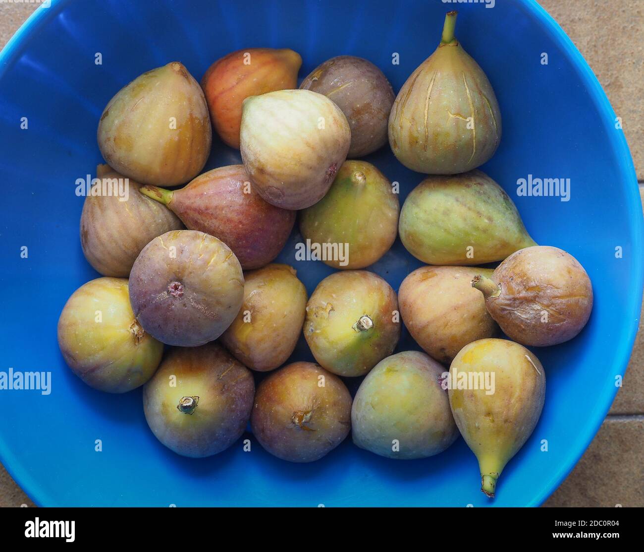 common fig vegetarian fruit food (scientific name Ficus carica Stock