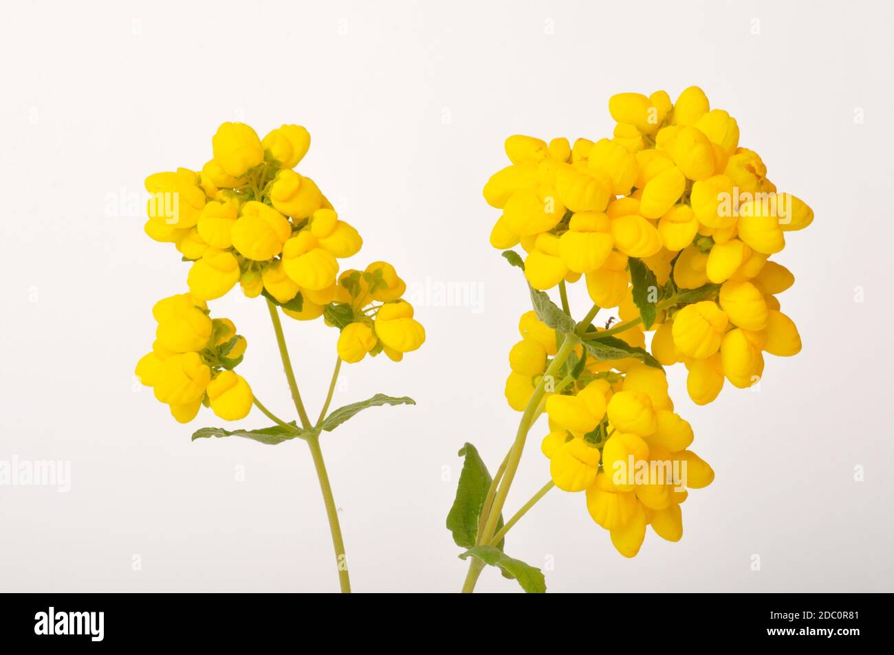 calceolaria integrifolia on a white background Stock Photo