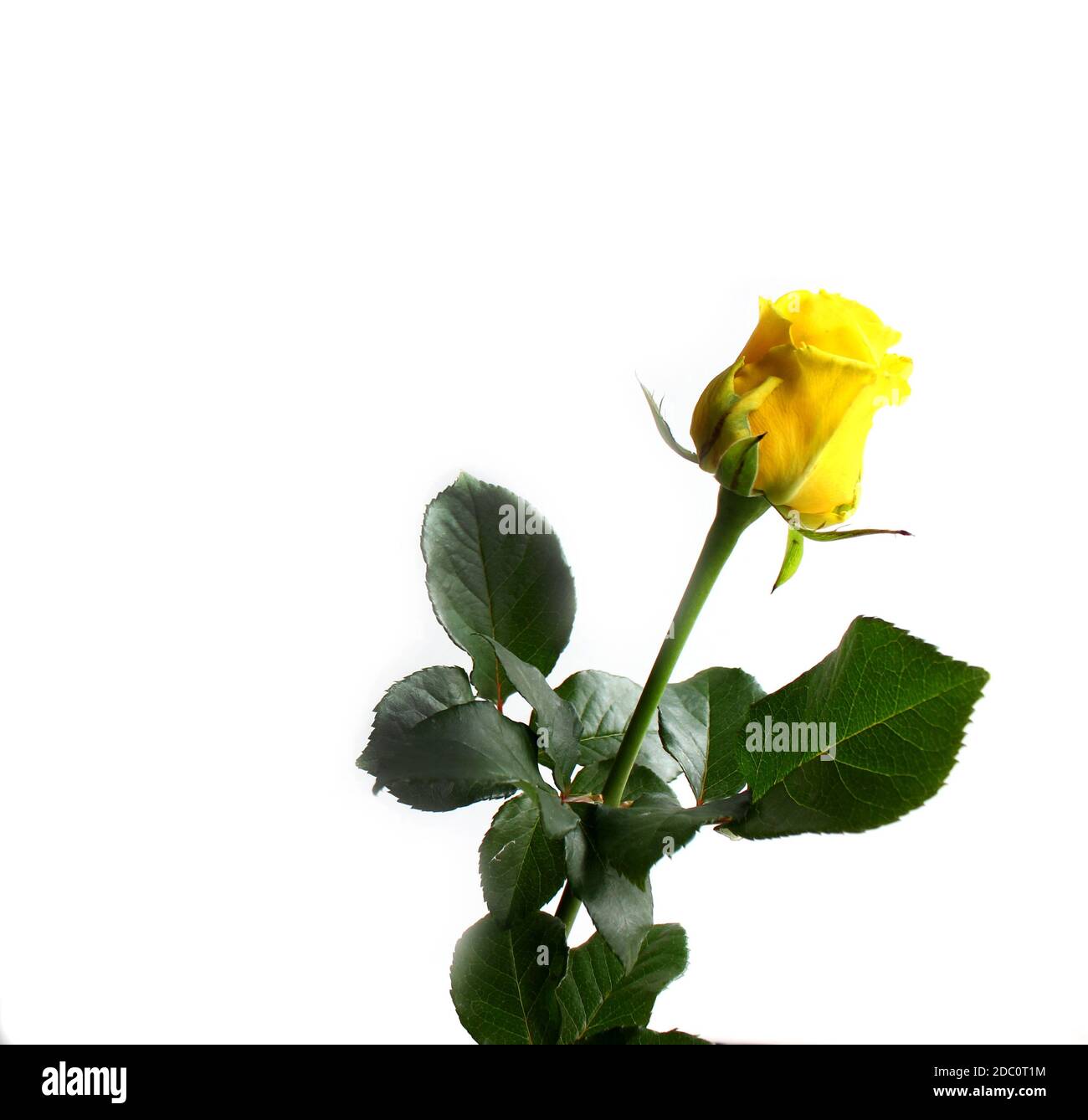 beautiful yellow rose isolated on white background Stock Photo