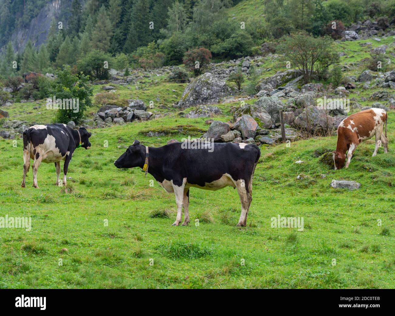 Herd of milk cows on a pasture Stock Photo - Alamy