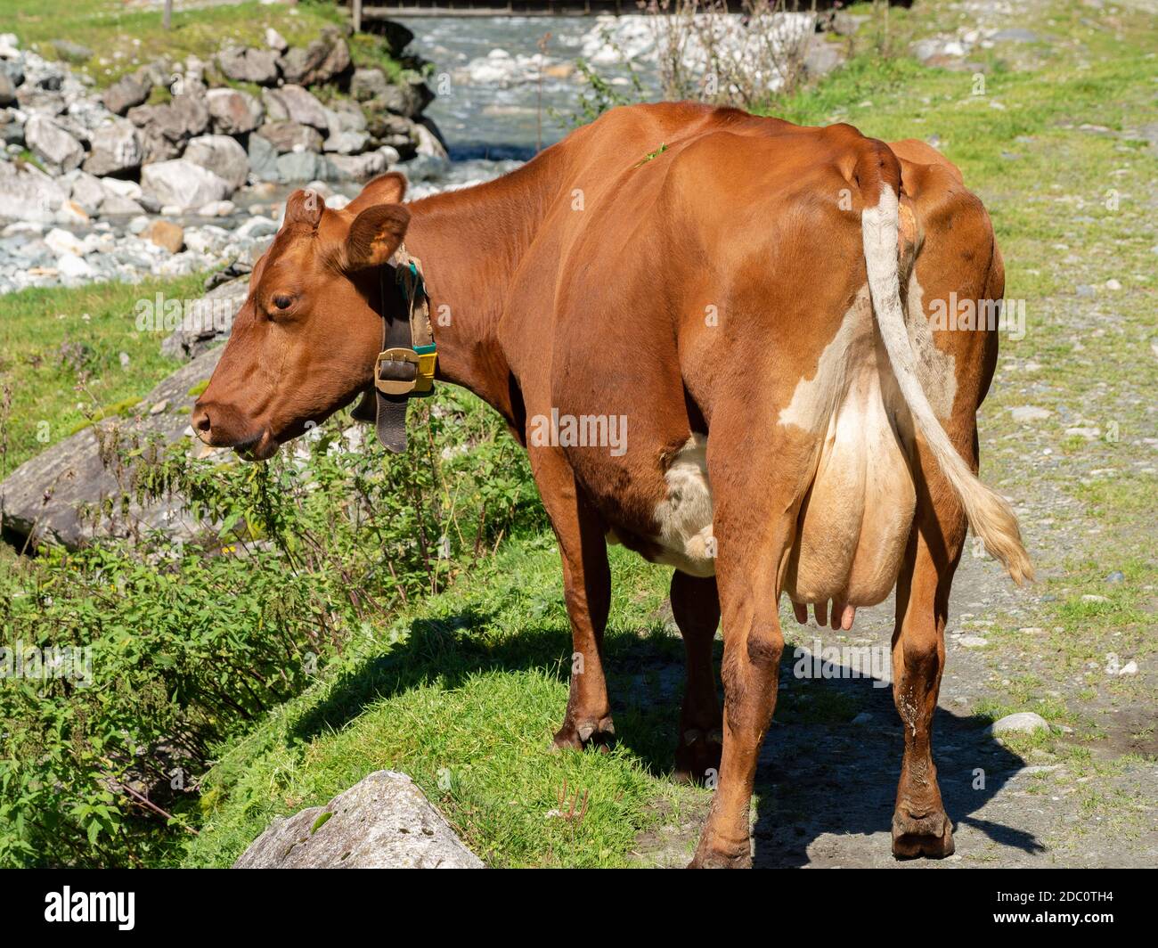 Milk cow on a mountain pasture Stock Photo - Alamy
