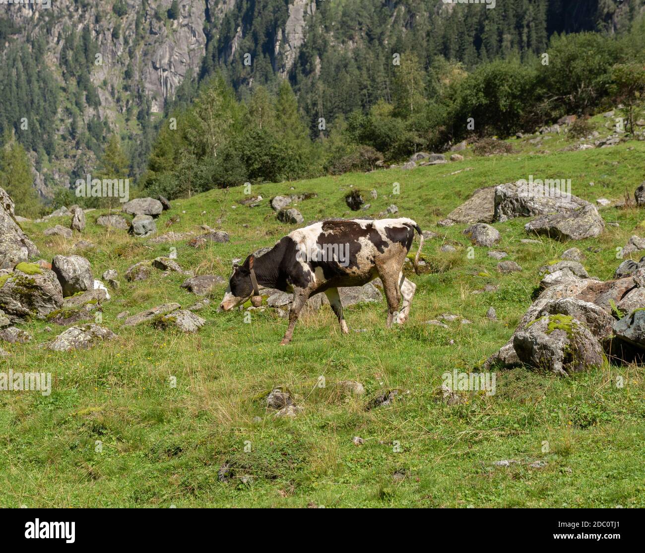 Cow on a mountain pasture hi-res stock photography and images - Alamy