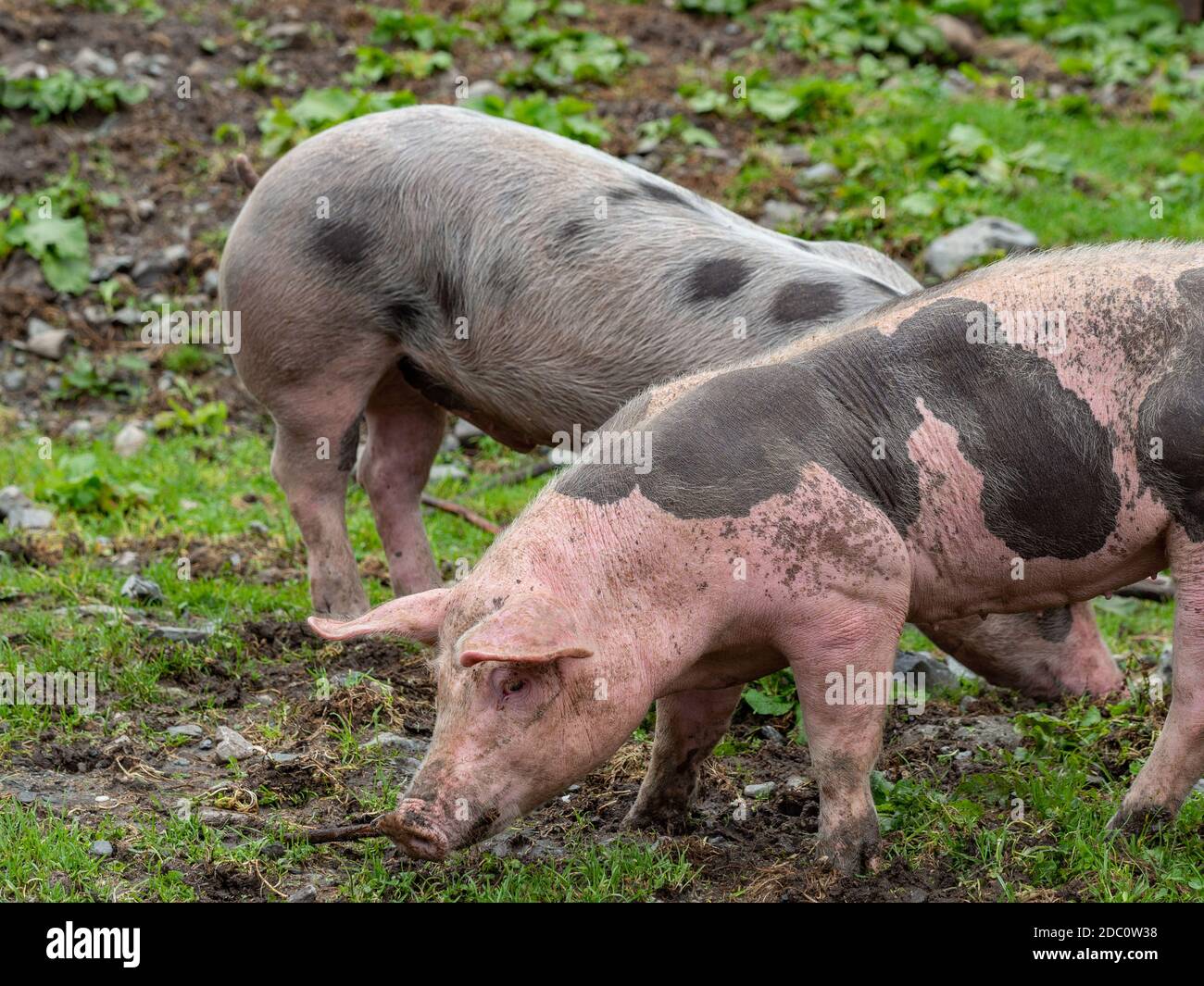 Spotted pigs on a mountain pasture Stock Photo Alamy