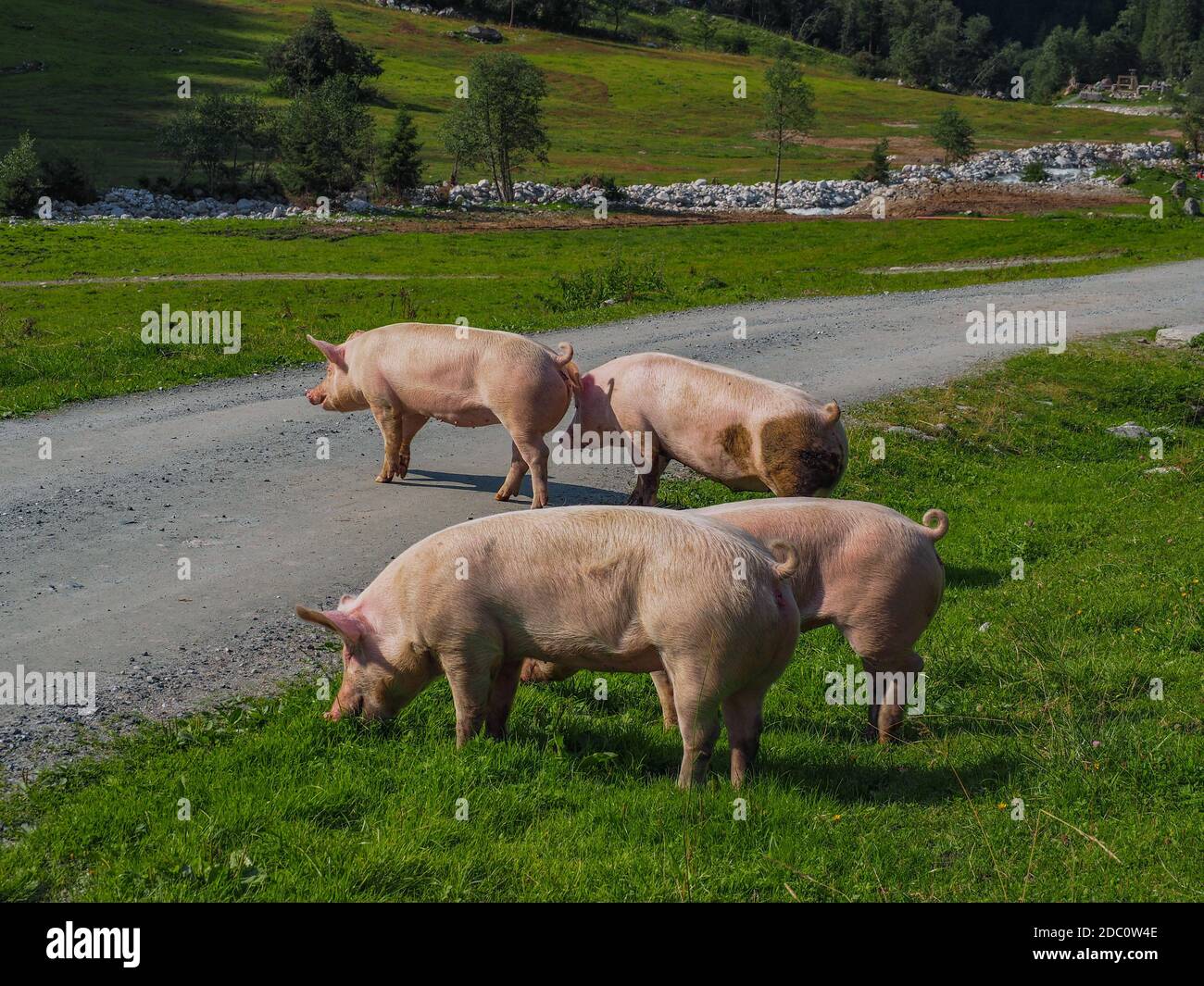 Scorfa Sus scorfa domesticus hi-res stock photography and images - Alamy