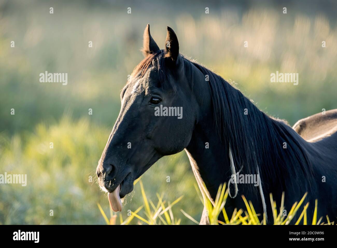 A close up portrait of a horse where it has its tongue sticking out. Stock Photo