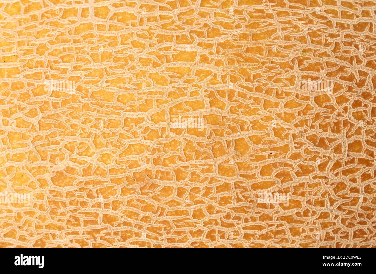 yellow ripe melon texture, full frame, close up Stock Photo