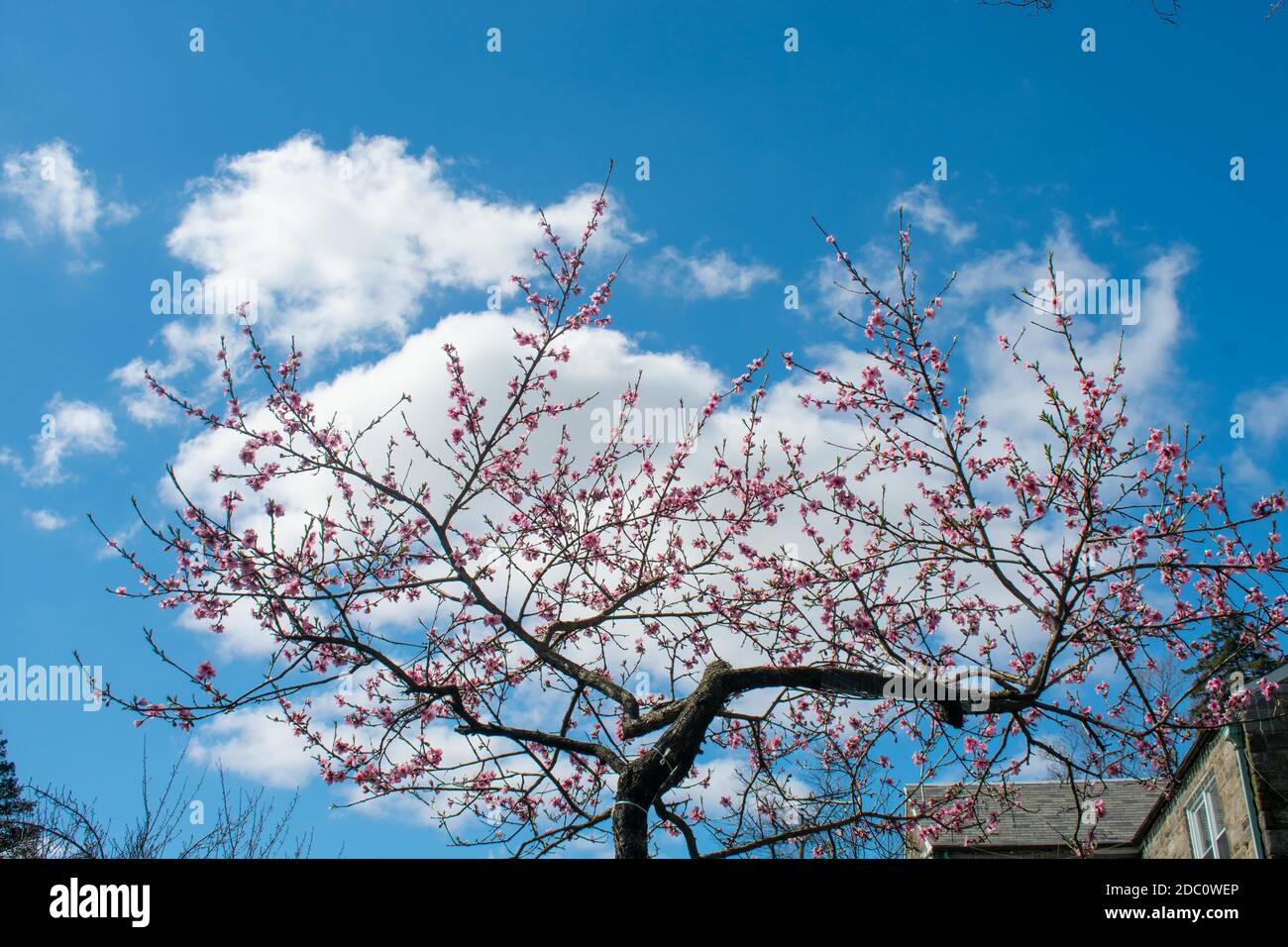 A Young Pink Cherry Blossom Tree on a Blue Sky With a Cloud Directly ...