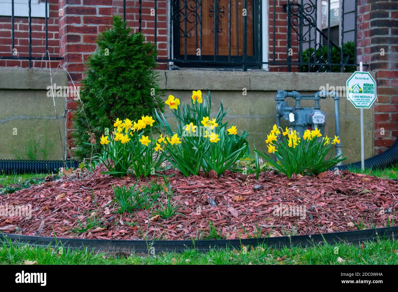 A Garden in a Front Yard in Suburban Pennsylvania With Small Yellow