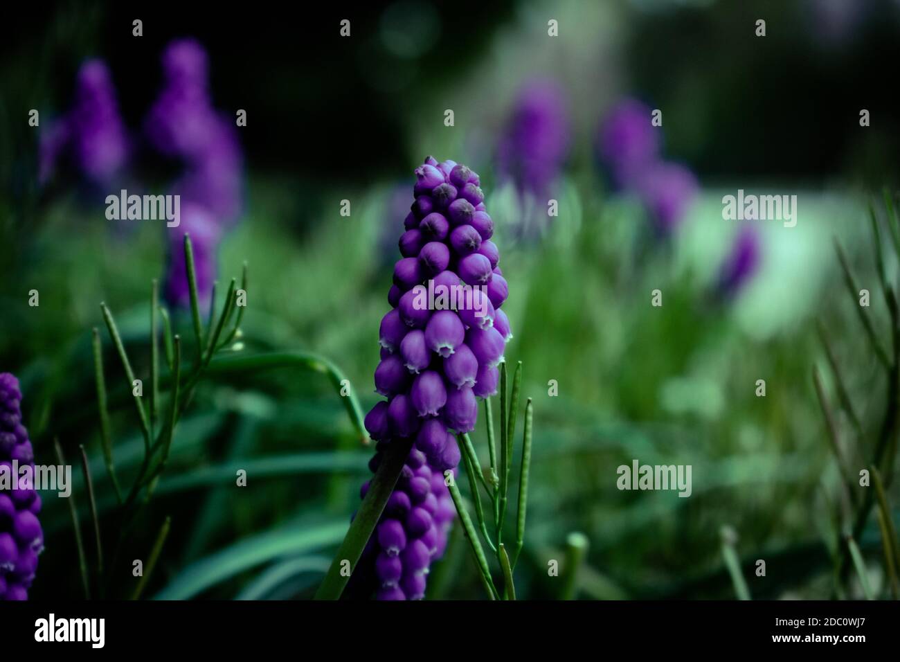 Tiny Purple Flowers in a Patch of Dark Green Grass Stock Photo - Alamy