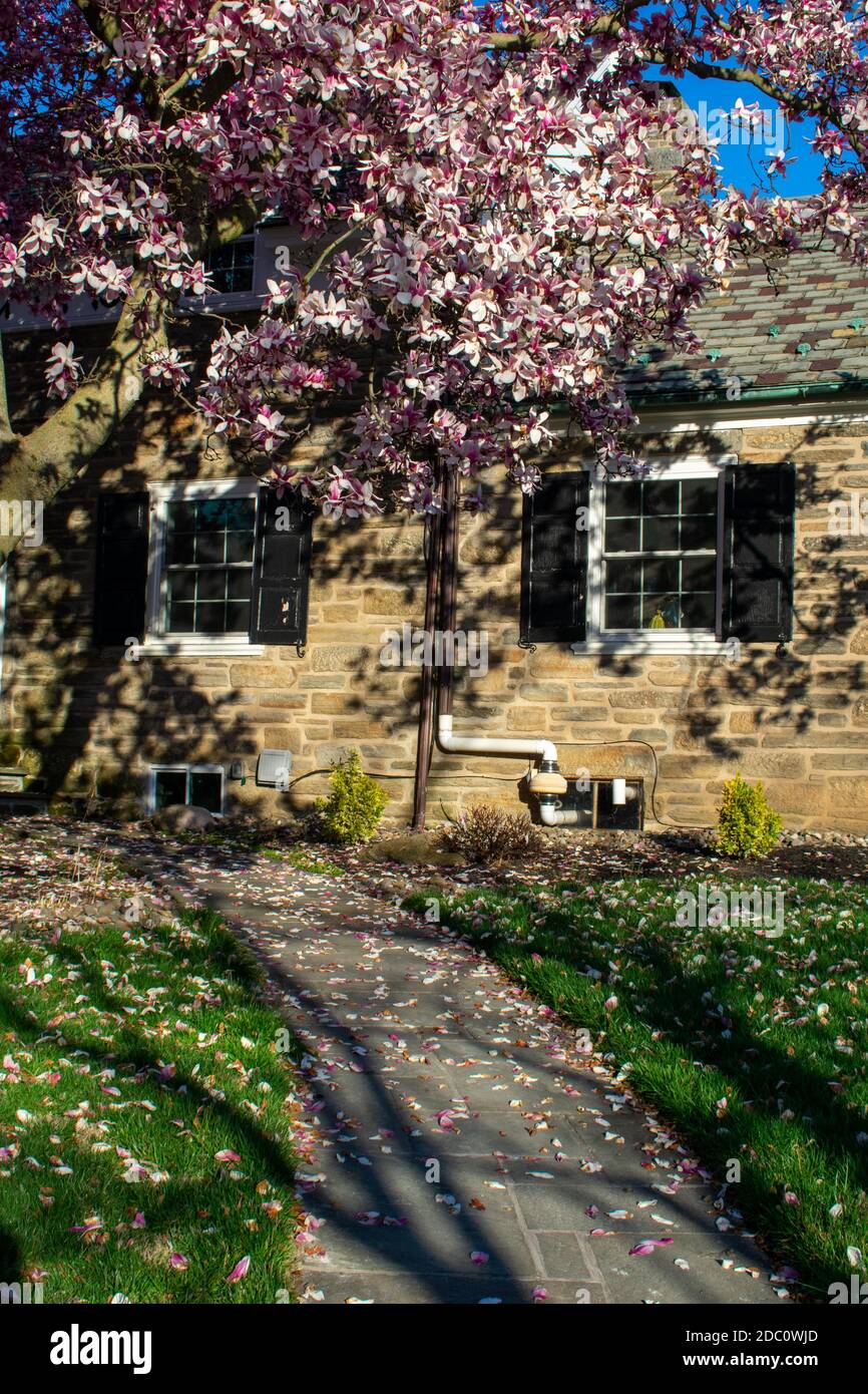 A Large Pink Cherry Blossom Tree on a Suburban Front Yard in
