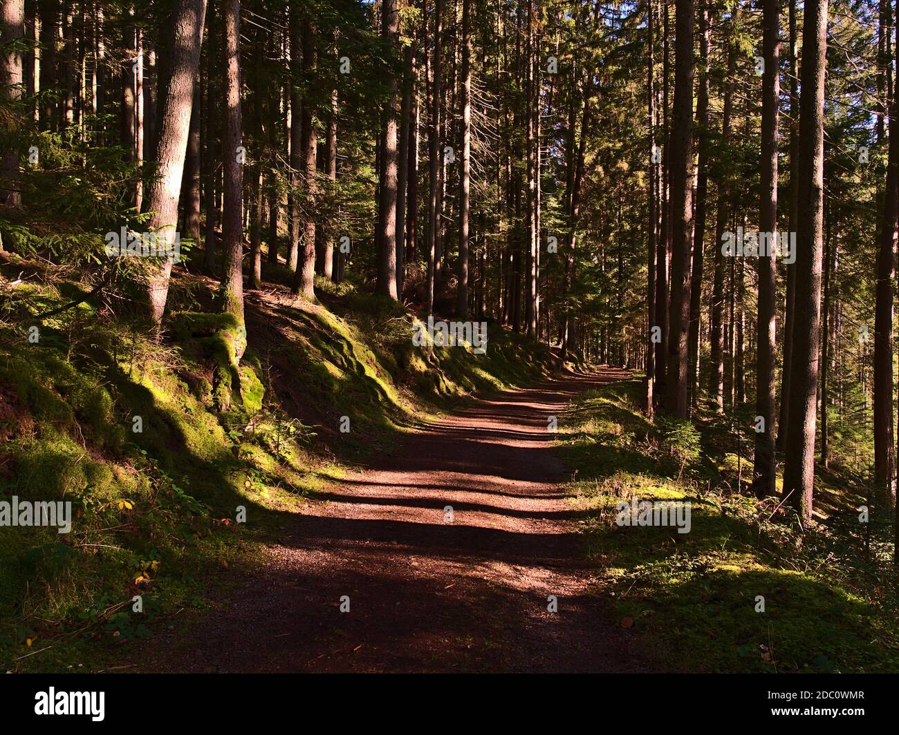 Idyllic path leading through a dense forest with coniferous spruce trees with an alternation of shadows and sunlight between the tree trunks. Stock Photo