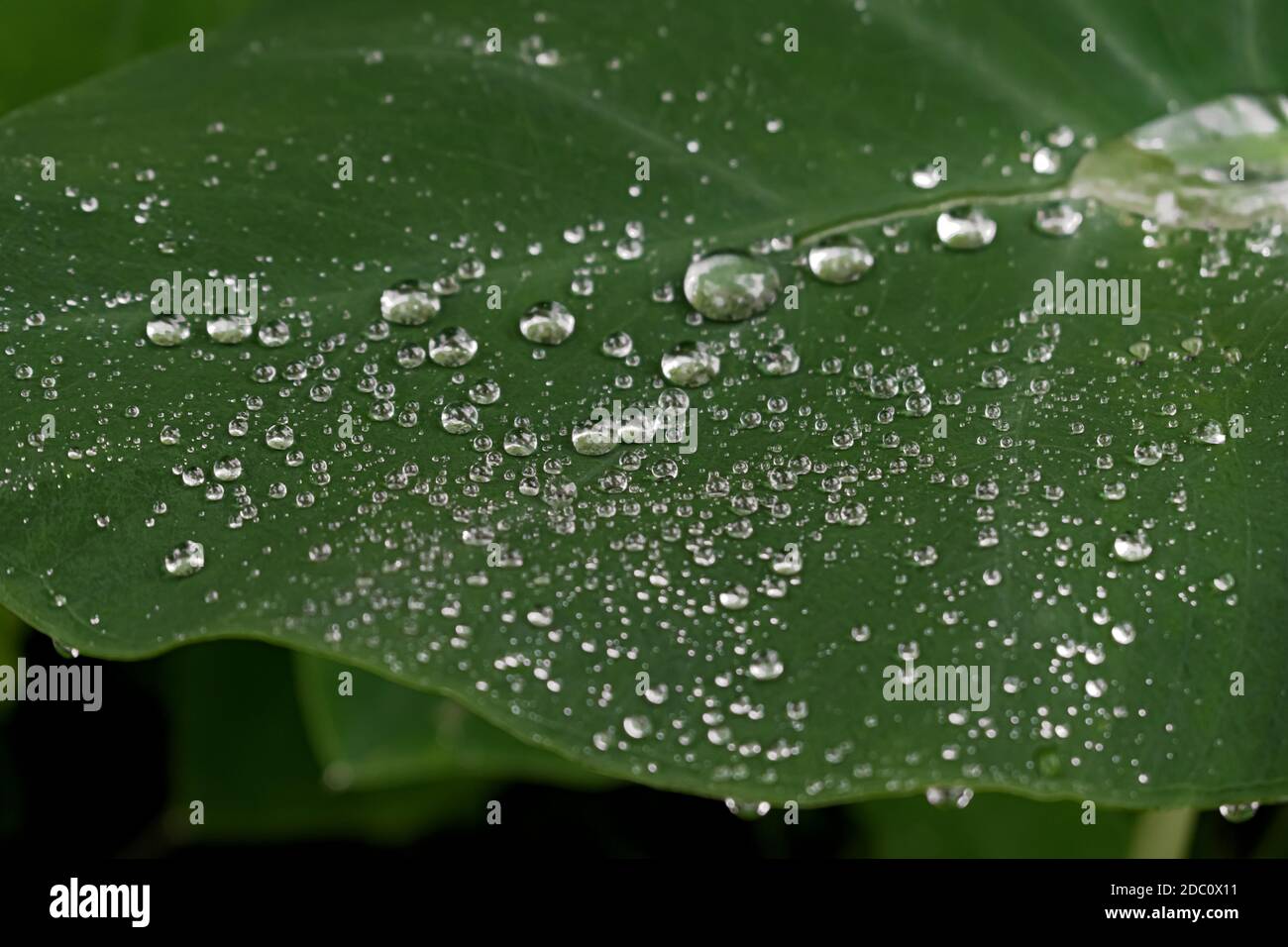 Elephant ear plant hires stock photography and images Alamy