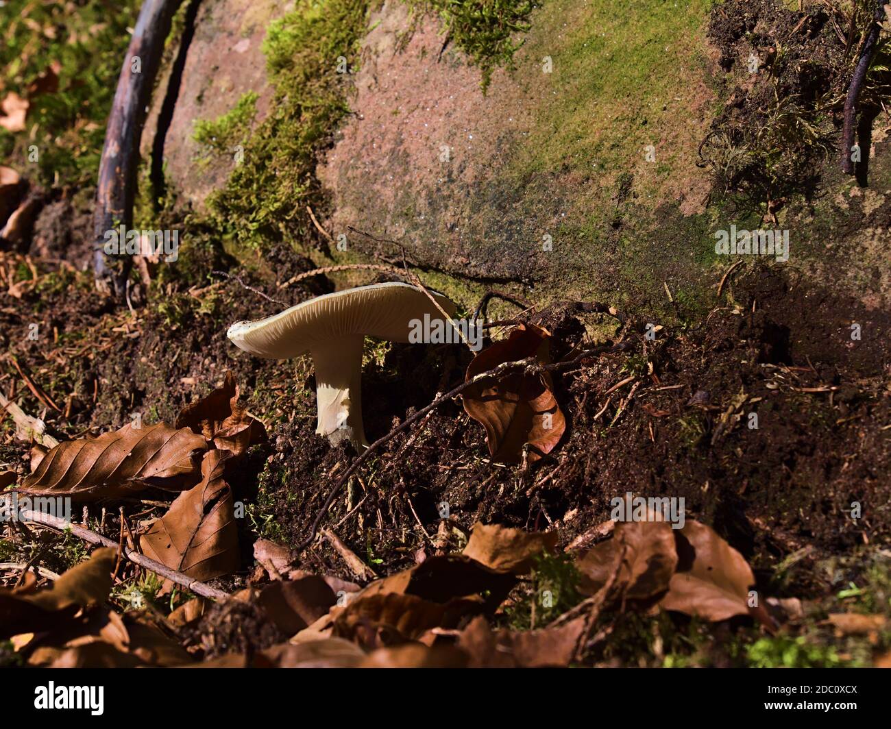 Closeup view of single mushroom growing at the side of a hiking path in Black Forest, Germany below a rock with foliage of brown colored leaves. Stock Photo