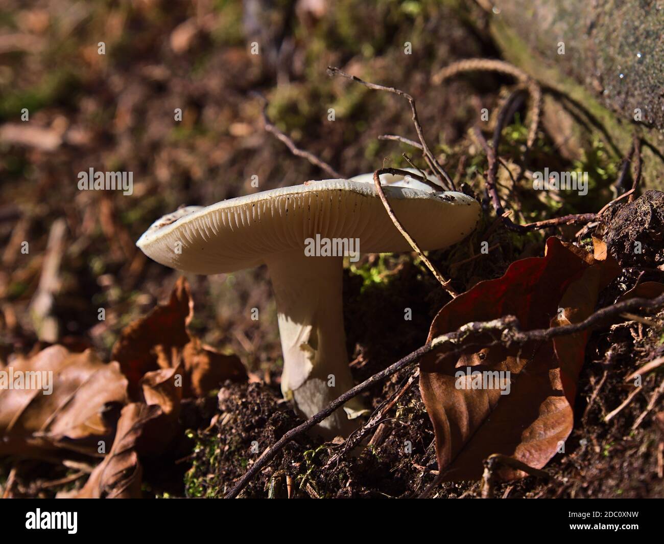 Macro photography of single white colored mushroom growing at the side of a hiking path in Black Forest, Germany in autumn season with visible grill. Stock Photo