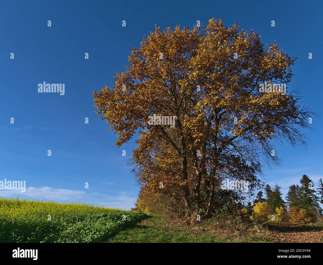 Beautiful trees with discolored orange leaves besides a rapeseed (brassica napus) field with yellow colored blossom in fall season in Black Forest. Stock Photo