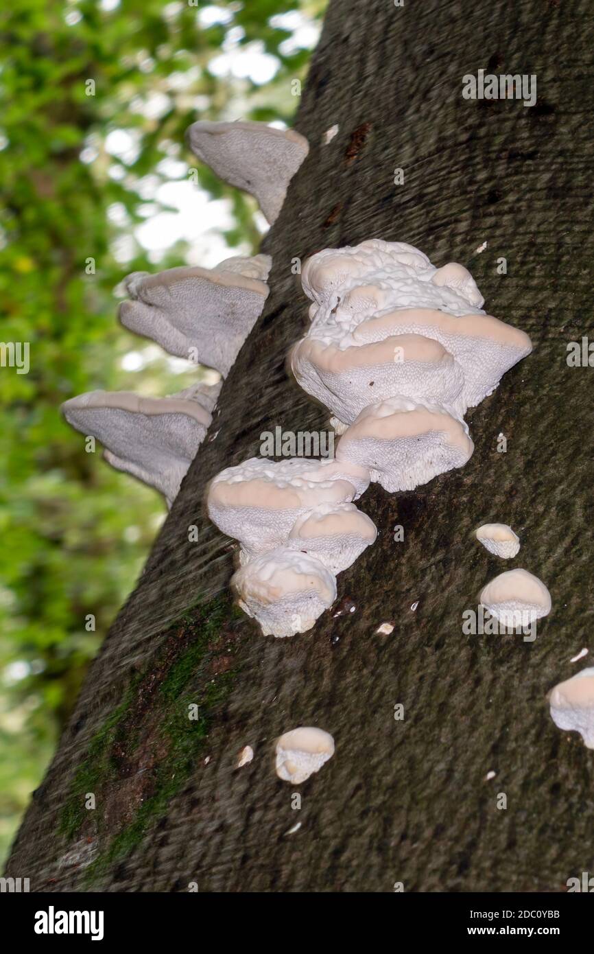 Shelf fungus, also called bracket fungus (basidiomycete) growing on a