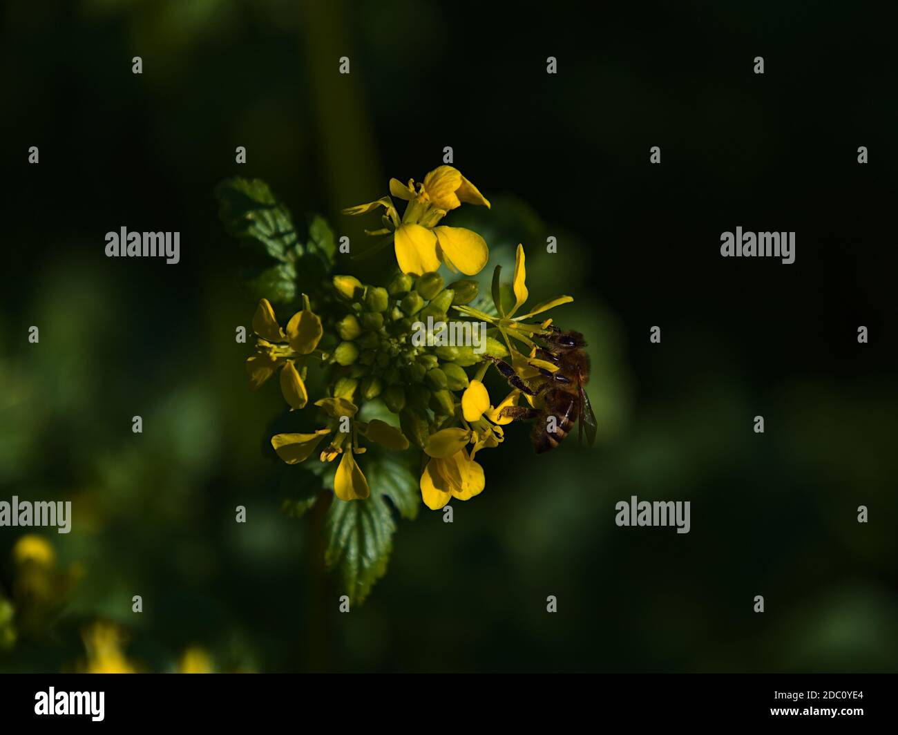 Tiny wild flower hi-res stock photography and images - Alamy