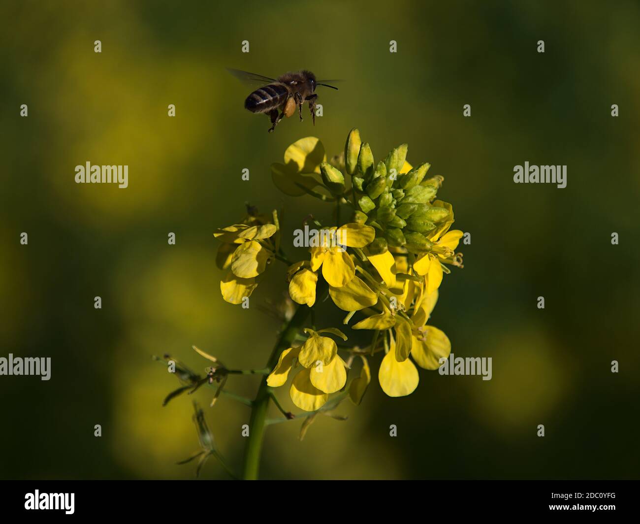 Macro photography of flying wild bee on search for nectar approaching flower head of rapeseed plant with yellow colored blossom on agricultural field. Stock Photo