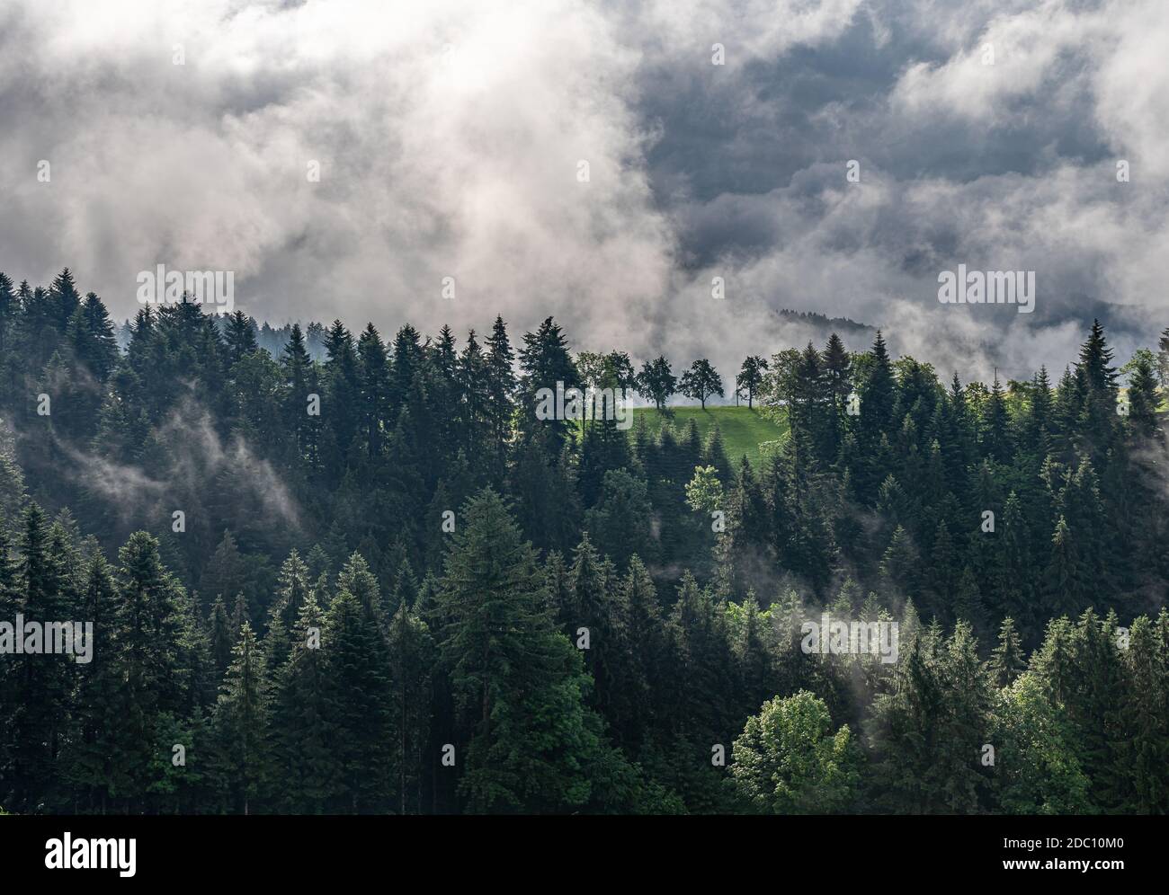 view on mystic trees in black forest, germany Stock Photo