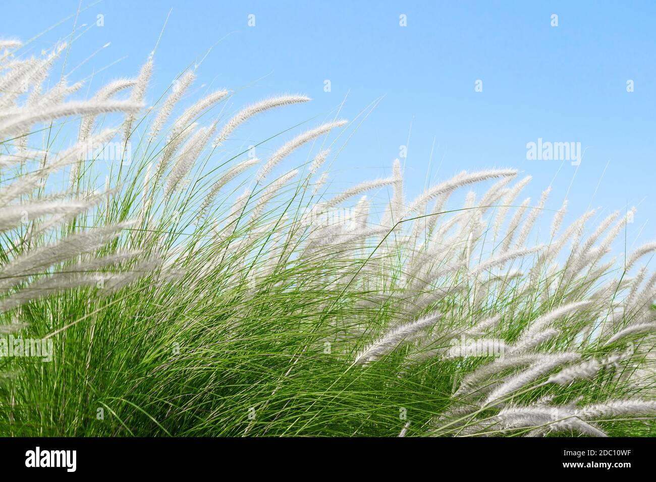 Fourtain grass or Imperata cylindrica Beauv of Feather grass in nature agent blue sky Stock Photo
